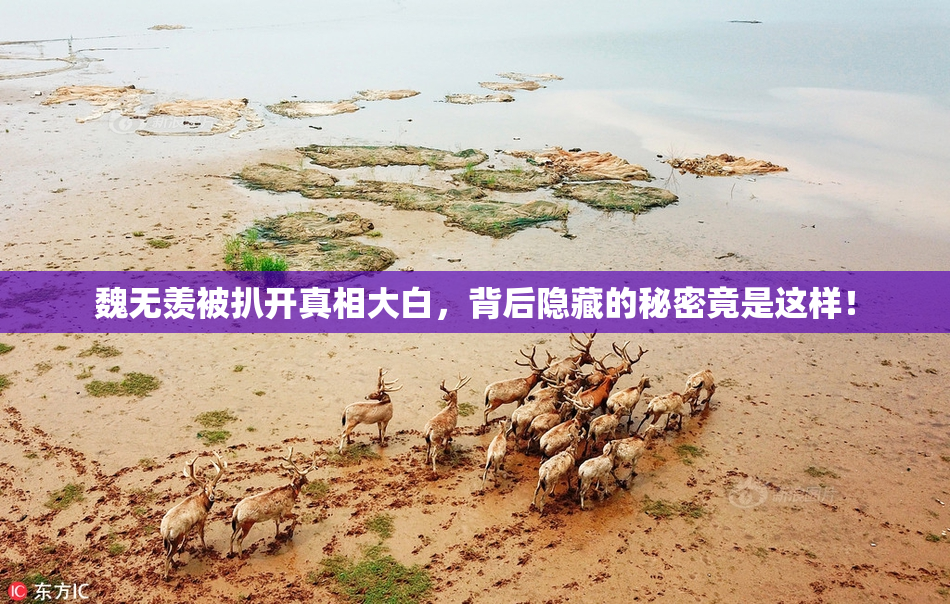 魏无羡被扒开真相大白，背后隐藏的秘密竟是这样！