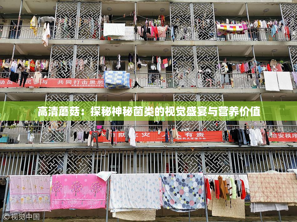 高清蘑菇：探秘神秘菌类的视觉盛宴与营养价值