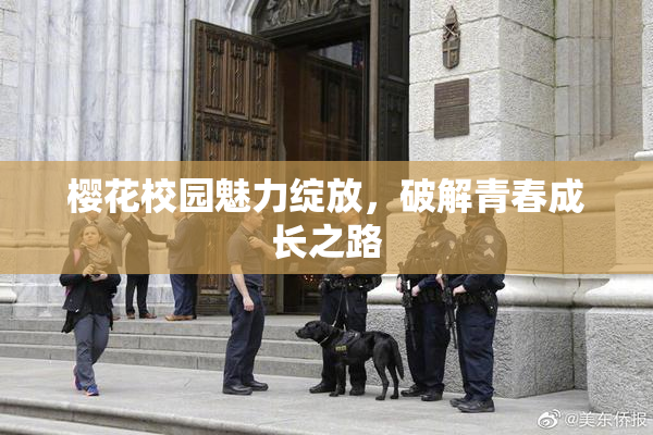樱花校园魅力绽放，破解青春成长之路