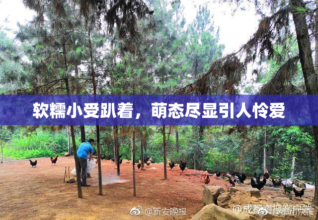 软糯小受趴着，萌态尽显引人怜爱