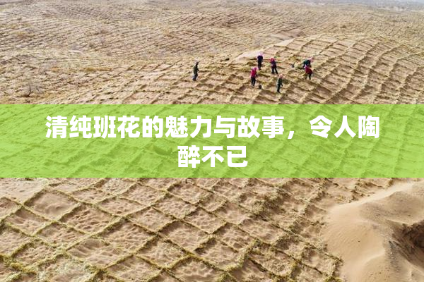 清纯班花的魅力与故事，令人陶醉不已