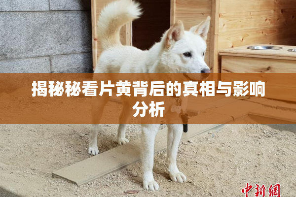 揭秘秘看片黄背后的真相与影响分析