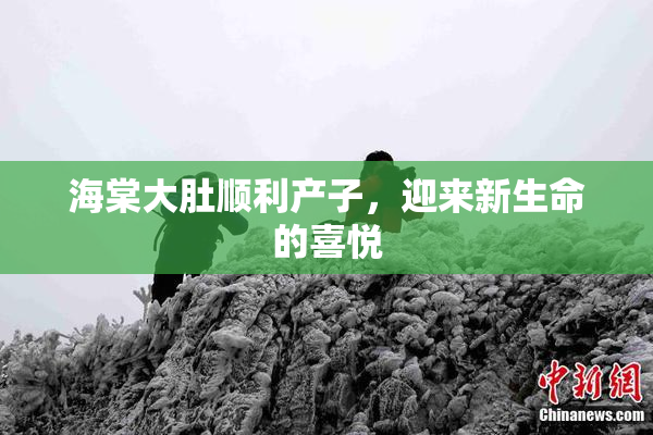 海棠大肚顺利产子，迎来新生命的喜悦
