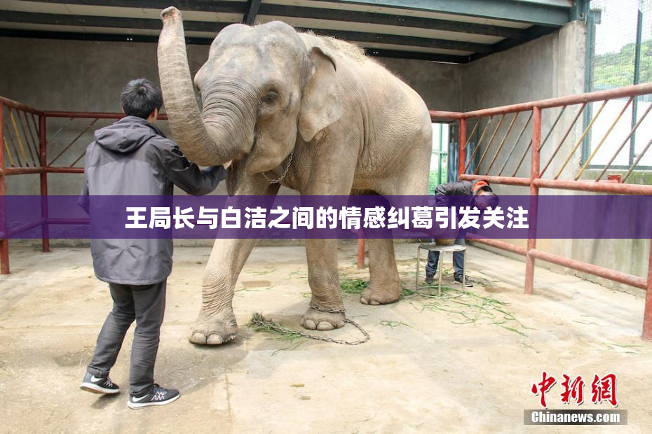 王局长与白洁之间的情感纠葛引发关注