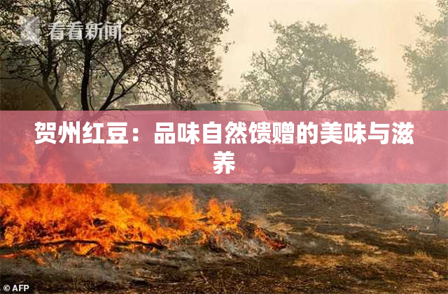 贺州红豆：品味自然馈赠的美味与滋养