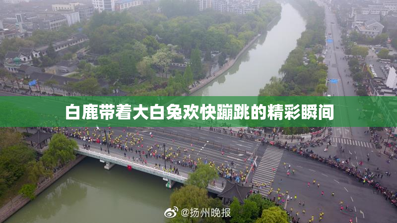 白鹿带着大白兔欢快蹦跳的精彩瞬间