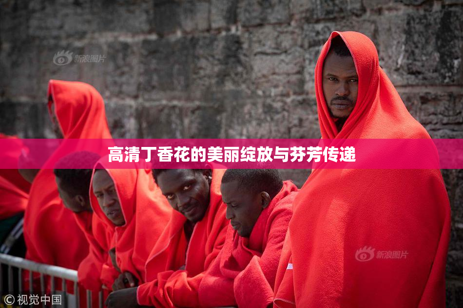 高清丁香花的美丽绽放与芬芳传递
