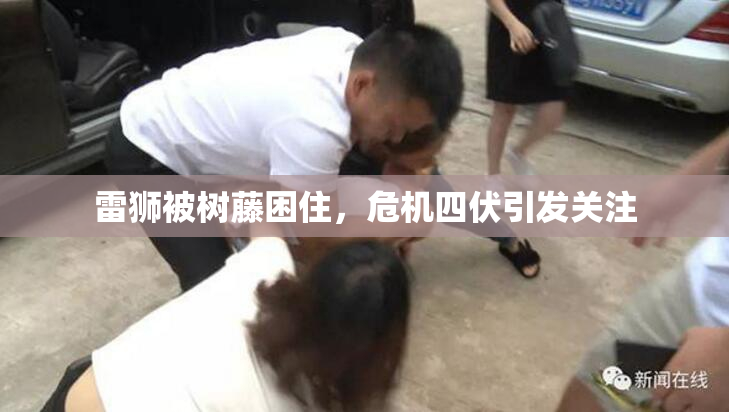 雷狮被树藤困住，危机四伏引发关注