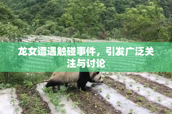 龙女遭遇触碰事件，引发广泛关注与讨论