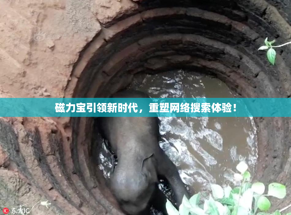 磁力宝引领新时代，重塑网络搜索体验！