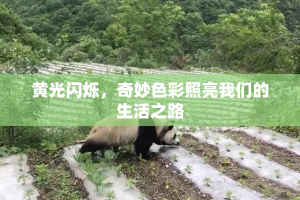 黄光闪烁，奇妙色彩照亮我们的生活之路