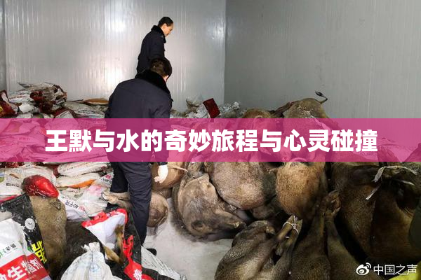 王默与水的奇妙旅程与心灵碰撞