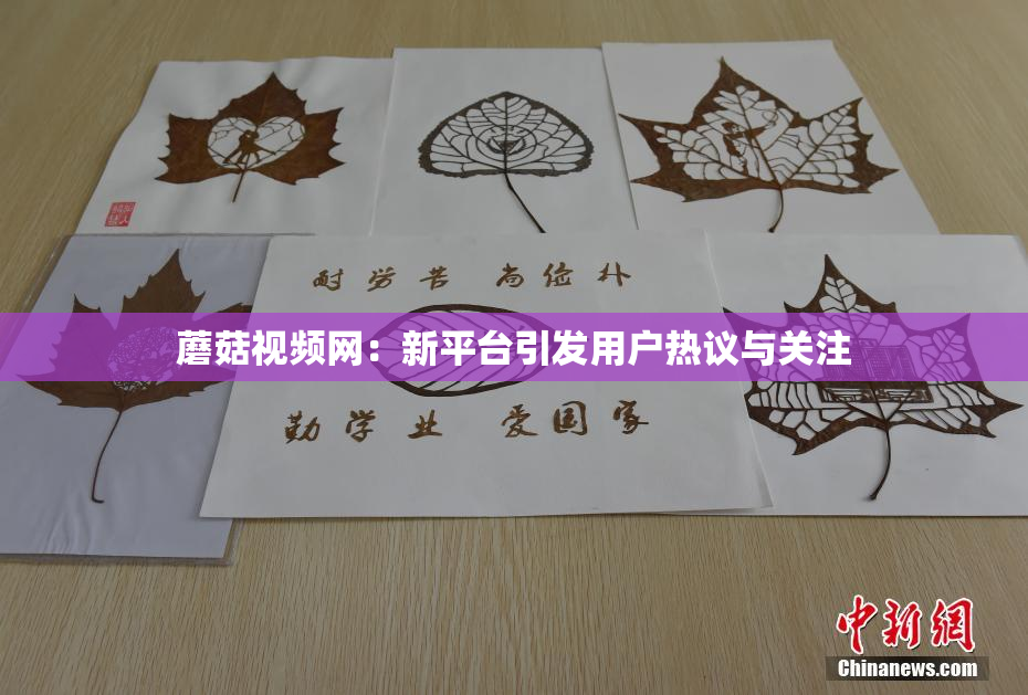 蘑菇视频网：新平台引发用户热议与关注