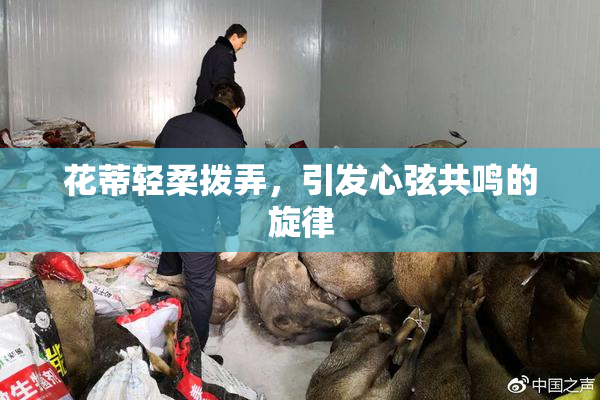 花蒂轻柔拨弄，引发心弦共鸣的旋律