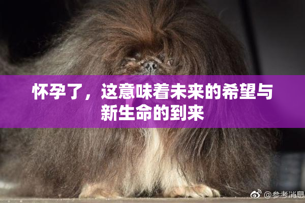 怀孕了，这意味着未来的希望与新生命的到来