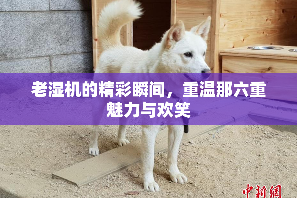 老湿机的精彩瞬间，重温那六重魅力与欢笑