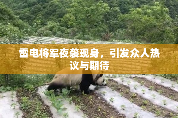 雷电将军夜袭现身，引发众人热议与期待