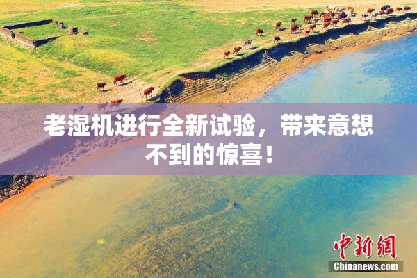 老湿机进行全新试验，带来意想不到的惊喜！