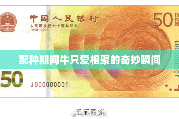 配种期间牛只爱相聚的奇妙瞬间