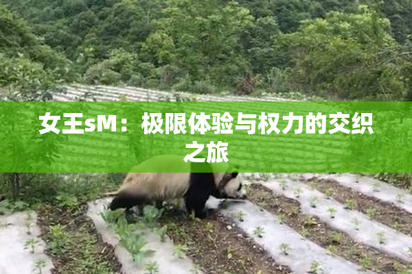 女王sM：极限体验与权力的交织之旅
