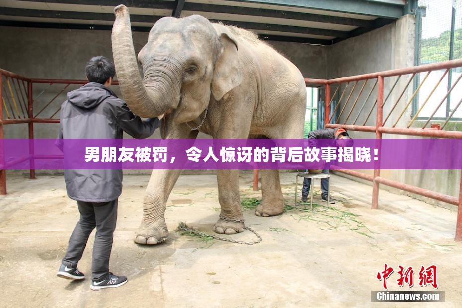 男朋友被罚，令人惊讶的背后故事揭晓！