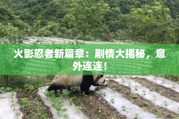 火影忍者新篇章：剧情大揭秘，意外连连！