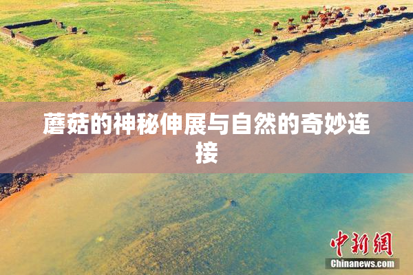 蘑菇的神秘伸展与自然的奇妙连接
