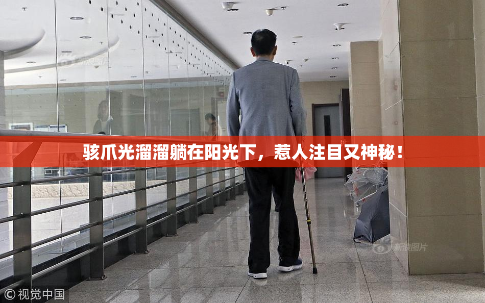 骇爪光溜溜躺在阳光下，惹人注目又神秘！