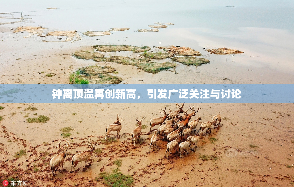 钟离顶温再创新高，引发广泛关注与讨论