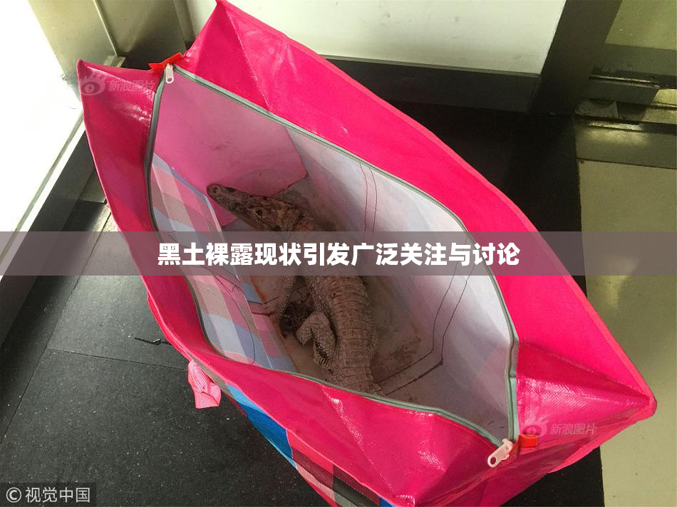 黑土裸露现状引发广泛关注与讨论