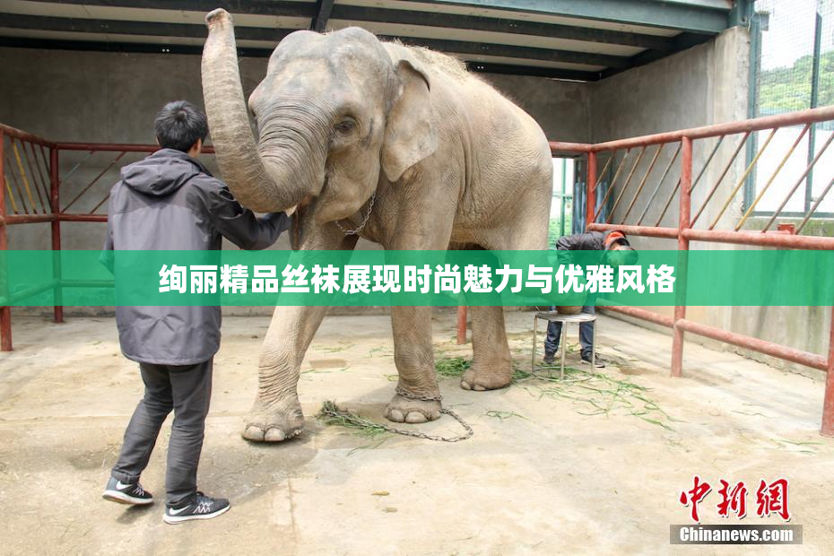 绚丽精品丝袜展现时尚魅力与优雅风格