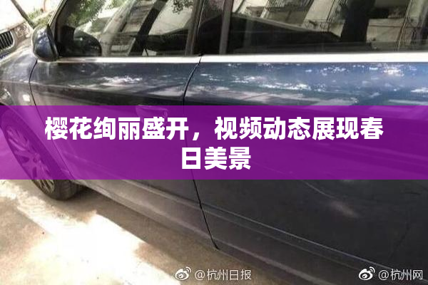 樱花绚丽盛开，视频动态展现春日美景