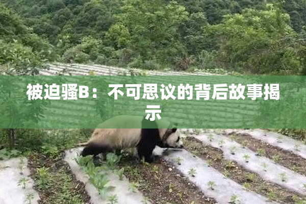 被迫骚B：不可思议的背后故事揭示