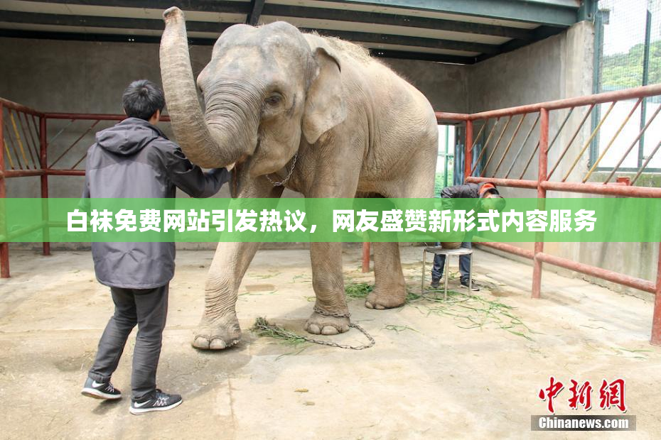 白袜免费网站引发热议，网友盛赞新形式内容服务
