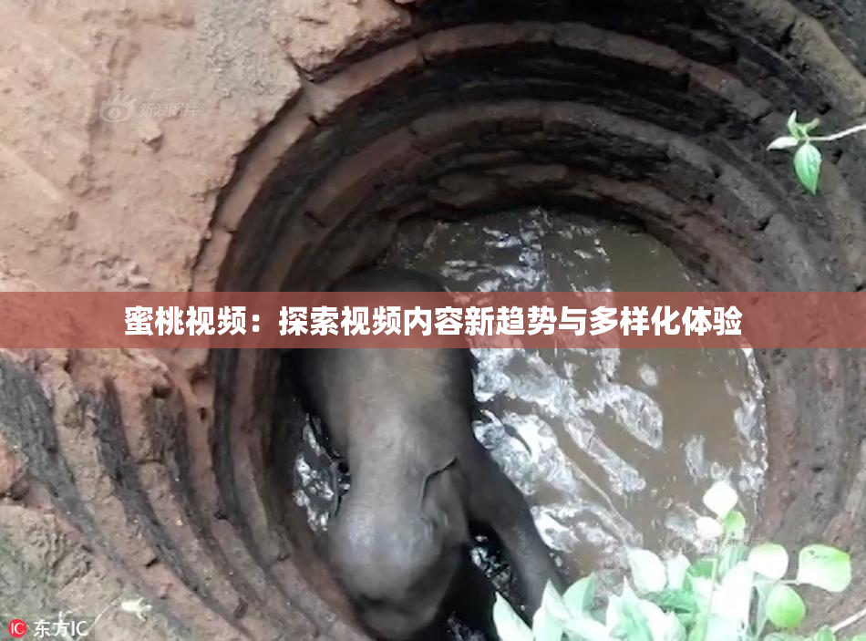 蜜桃视频：探索视频内容新趋势与多样化体验