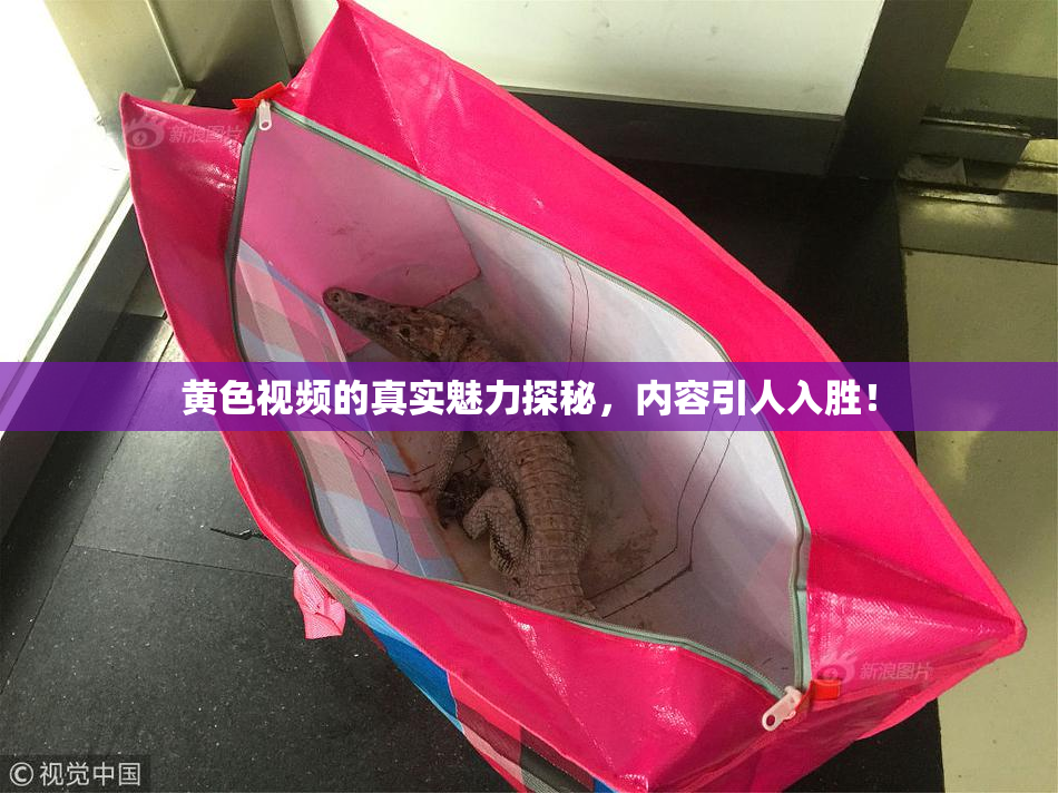 黄色视频的真实魅力探秘，内容引人入胜！