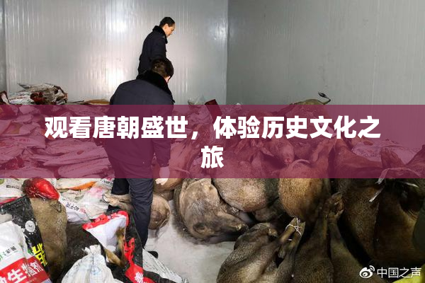 观看唐朝盛世，体验历史文化之旅