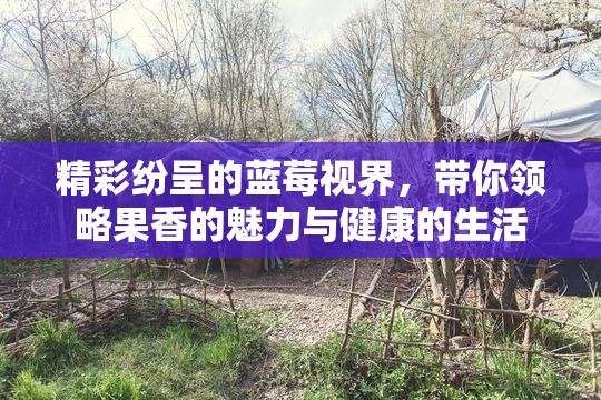 精彩纷呈的蓝莓视界，带你领略果香的魅力与健康的生活