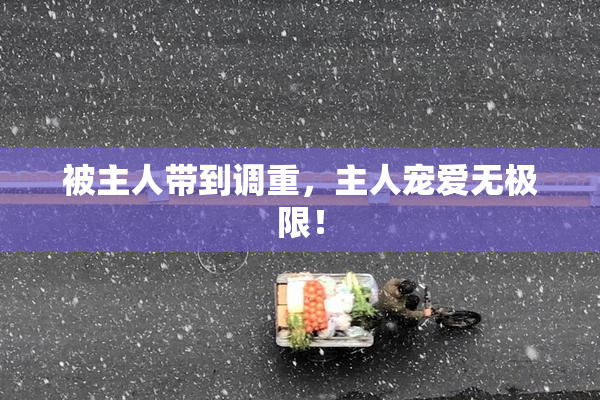 被主人带到调重，主人宠爱无极限！