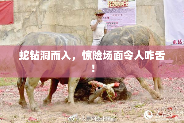 蛇钻洞而入，惊险场面令人咋舌！
