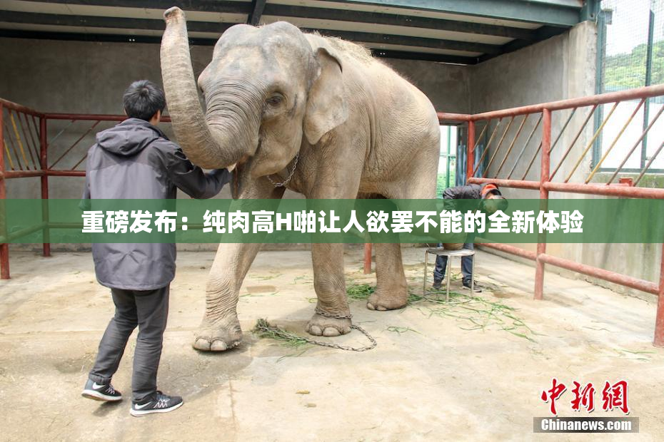 重磅发布：纯肉高H啪让人欲罢不能的全新体验