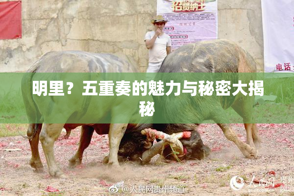 明里？五重奏的魅力与秘密大揭秘