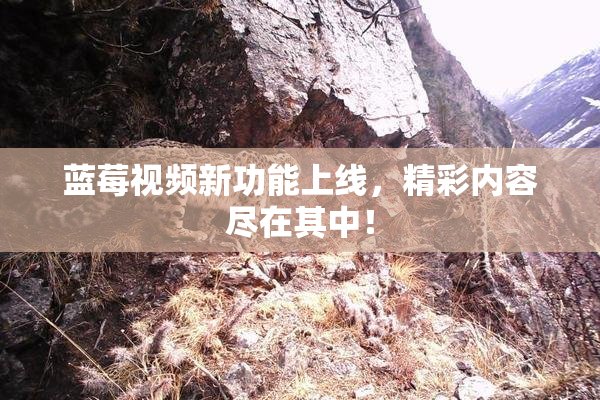 蓝莓视频新功能上线，精彩内容尽在其中！