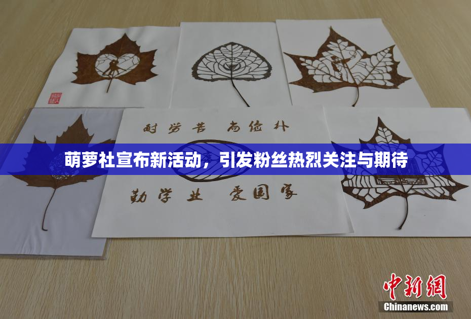 萌萝社宣布新活动，引发粉丝热烈关注与期待