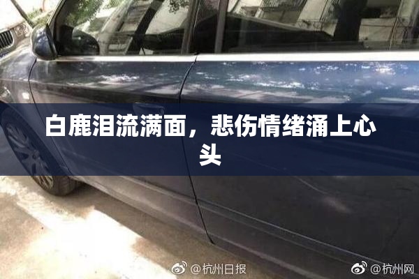 白鹿泪流满面，悲伤情绪涌上心头