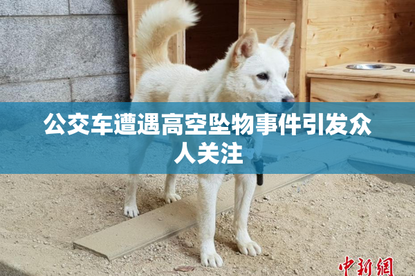 公交车遭遇高空坠物事件引发众人关注