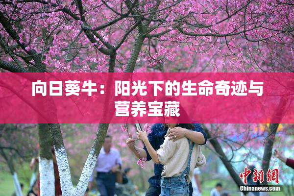 向日葵牛：阳光下的生命奇迹与营养宝藏