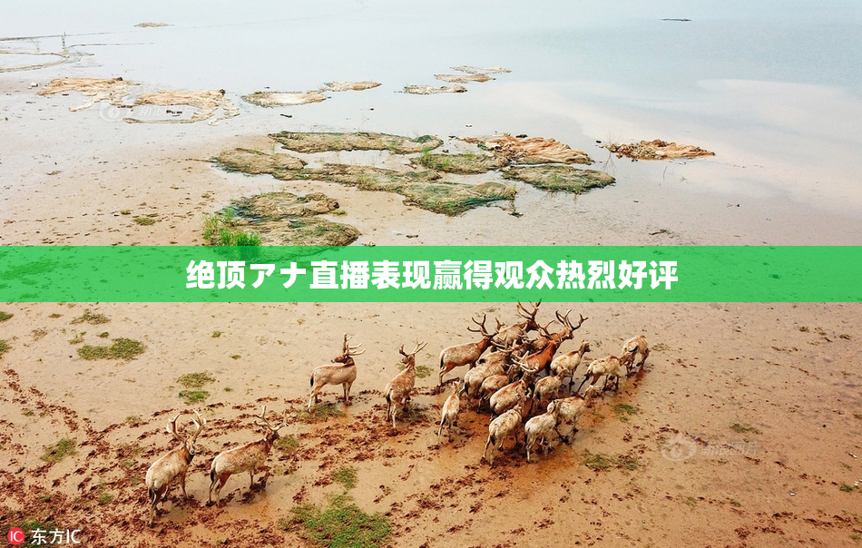 绝顶アナ直播表现赢得观众热烈好评