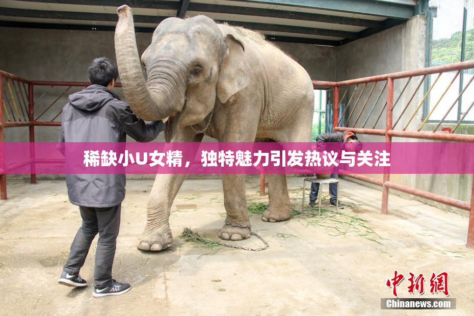 稀缺小U女精，独特魅力引发热议与关注