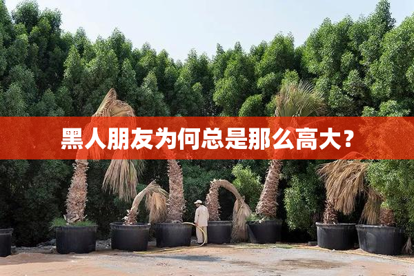 黑人朋友为何总是那么高大？